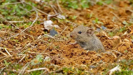 Fare zehiri buharlaştı, 3 kardeş yaşamını yitirdi! Konut içi kullanım yasak mı?