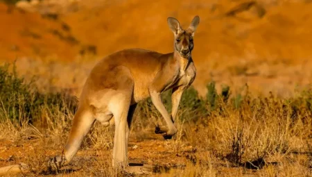 Avustralyalı bilim insanları tüp bebek yöntemiyle ilk kanguru embriyosunu üretti