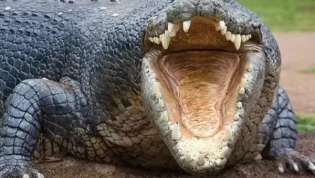 Timsahların şaşırtan özelliği: Dillerini asla dışarı çıkaramazlar