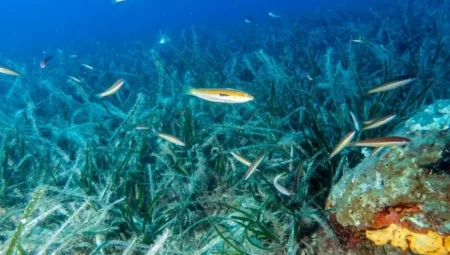 Marmara Denizi’nde müsilajla mücadelede iki doğal silah: Deniz çayırları ve pina midyesi seferberliği