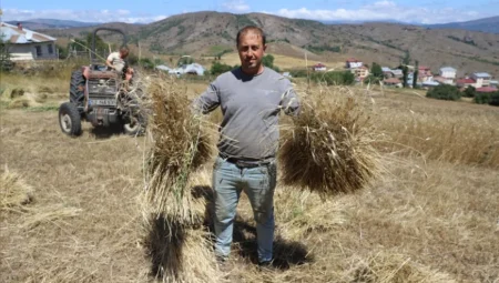 Ordu’da siyez buğdayı üretimi yüzde 1500 arttı: 125 dekardan 2 bin dekara ulaştı
